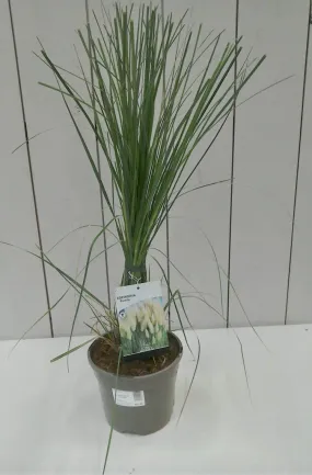 Cortaderia Pumila 3L