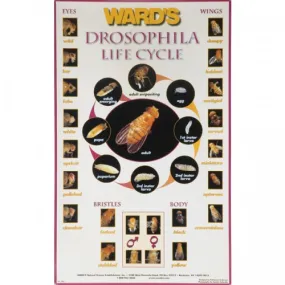 Drosophila Life Cycle Poster